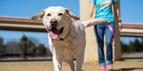 Read more about Butterwick Dog Walk